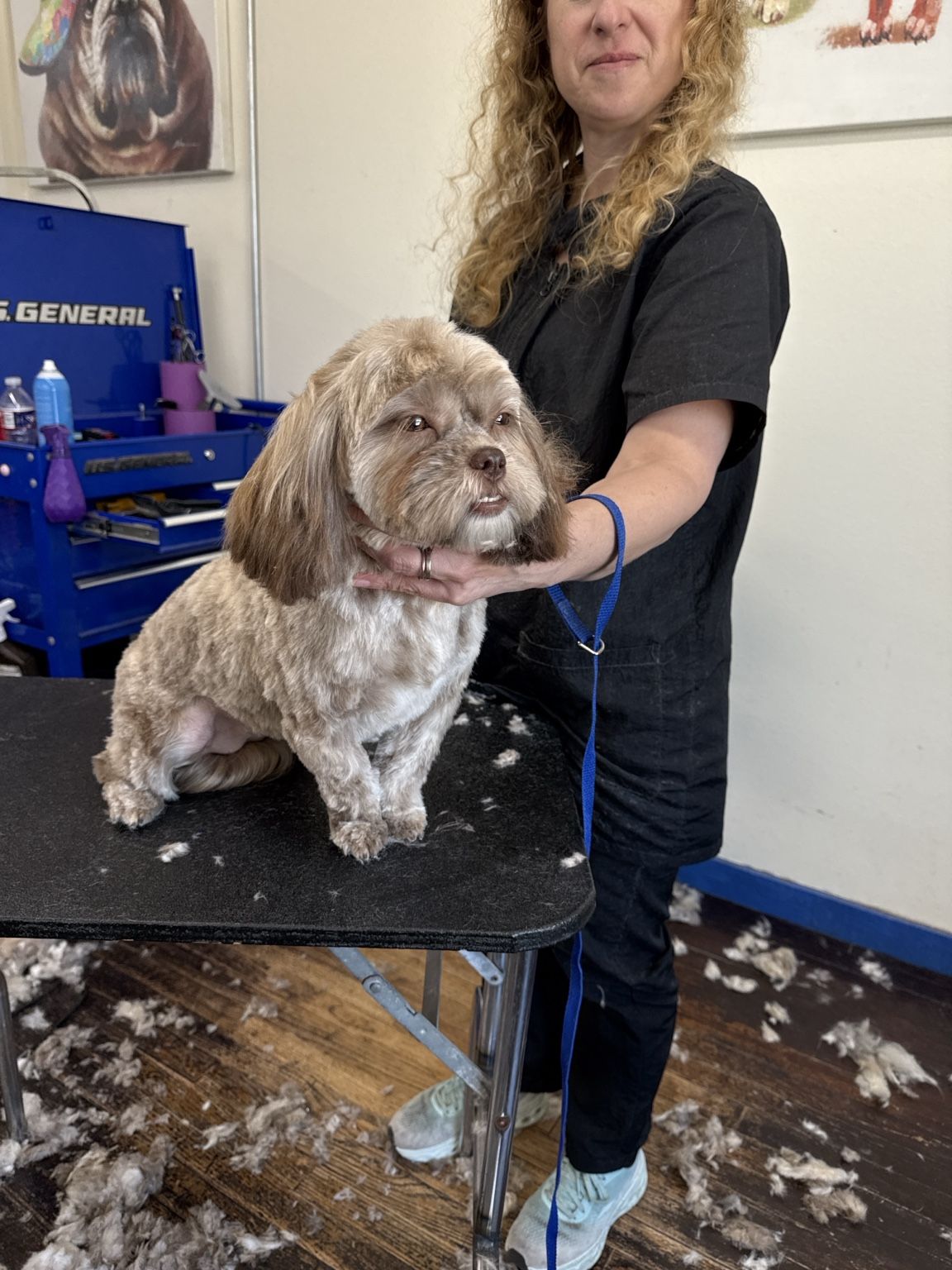 Small tan dog after a haircut