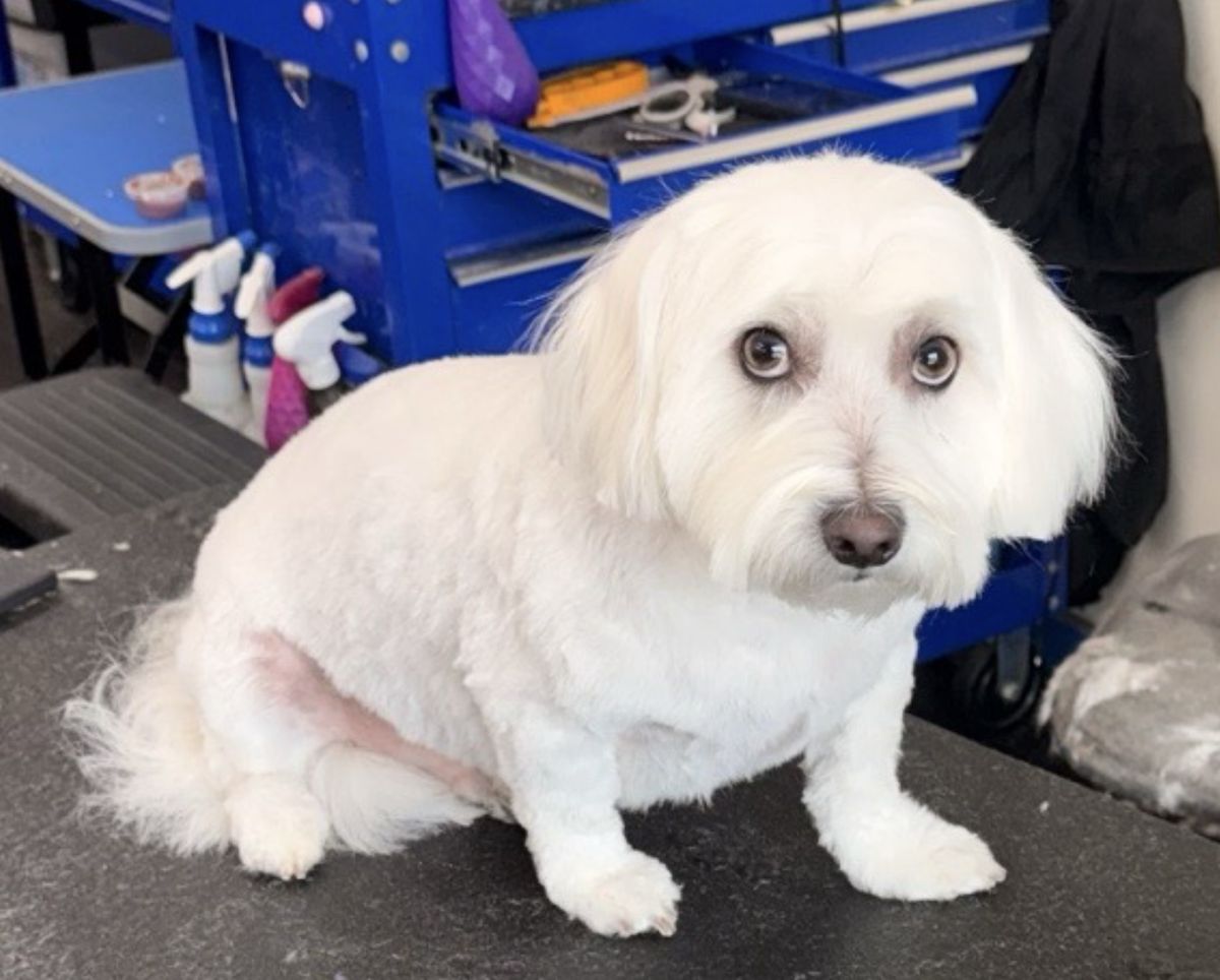 White fluffy dog after a bath and trim