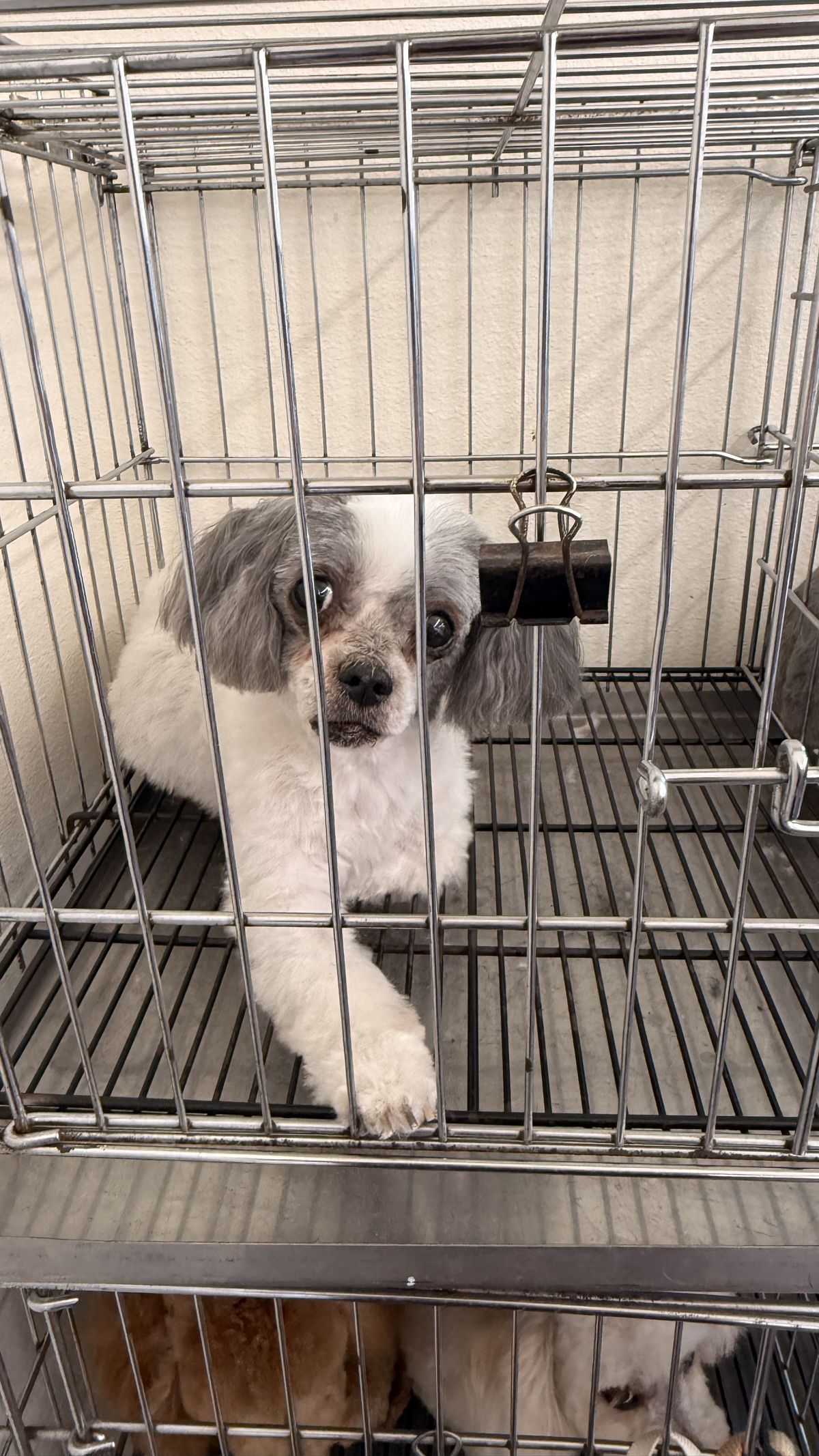 Cute white and grey dog after grooming