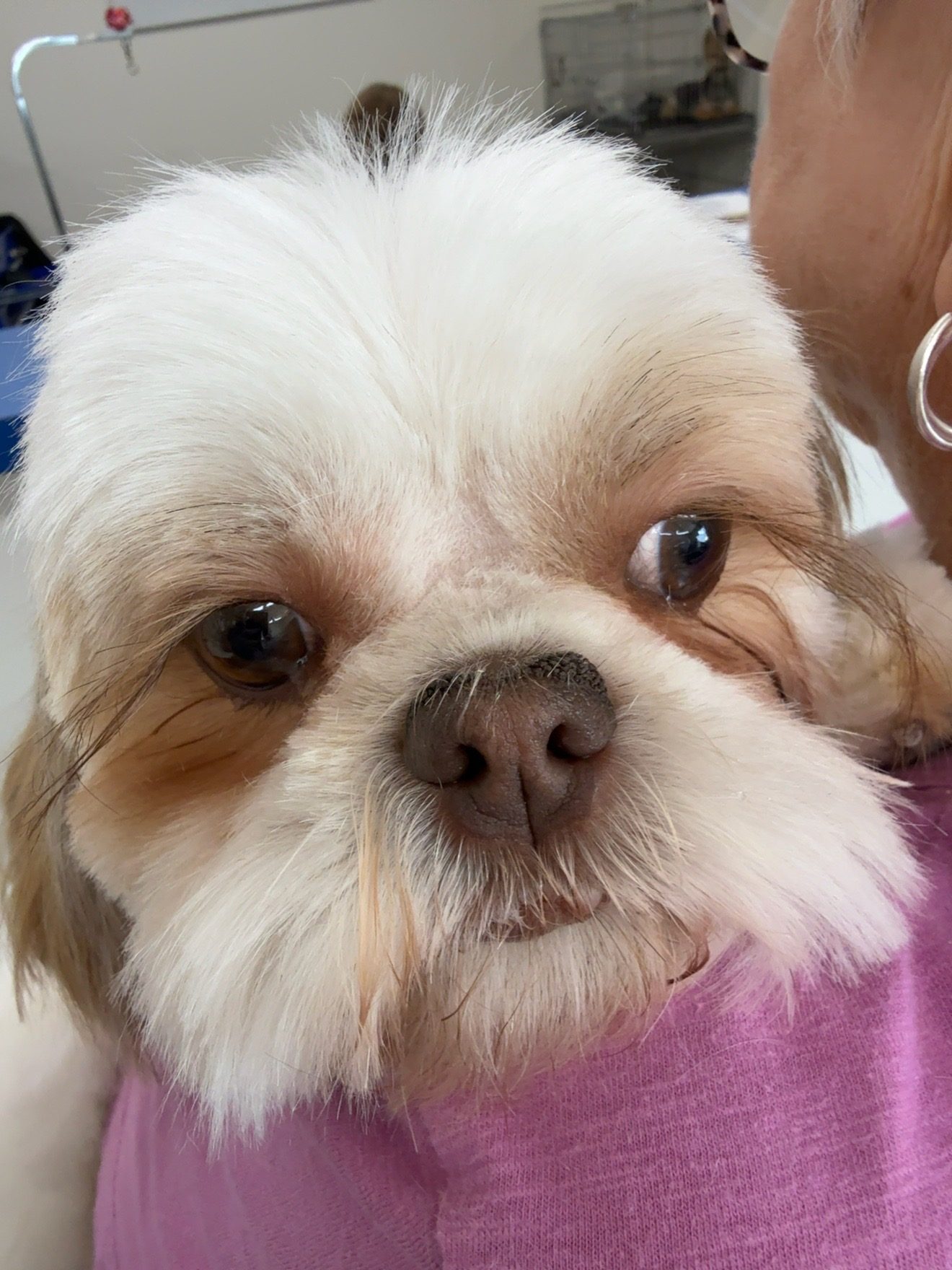 Freshly groomed white and tan dog with a fluffy face after a groom at Margot’s