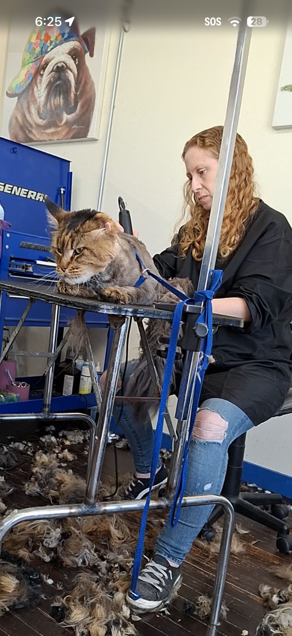 Long-haired tabby cat receiving a lion cut on the grooming table at Margot’s