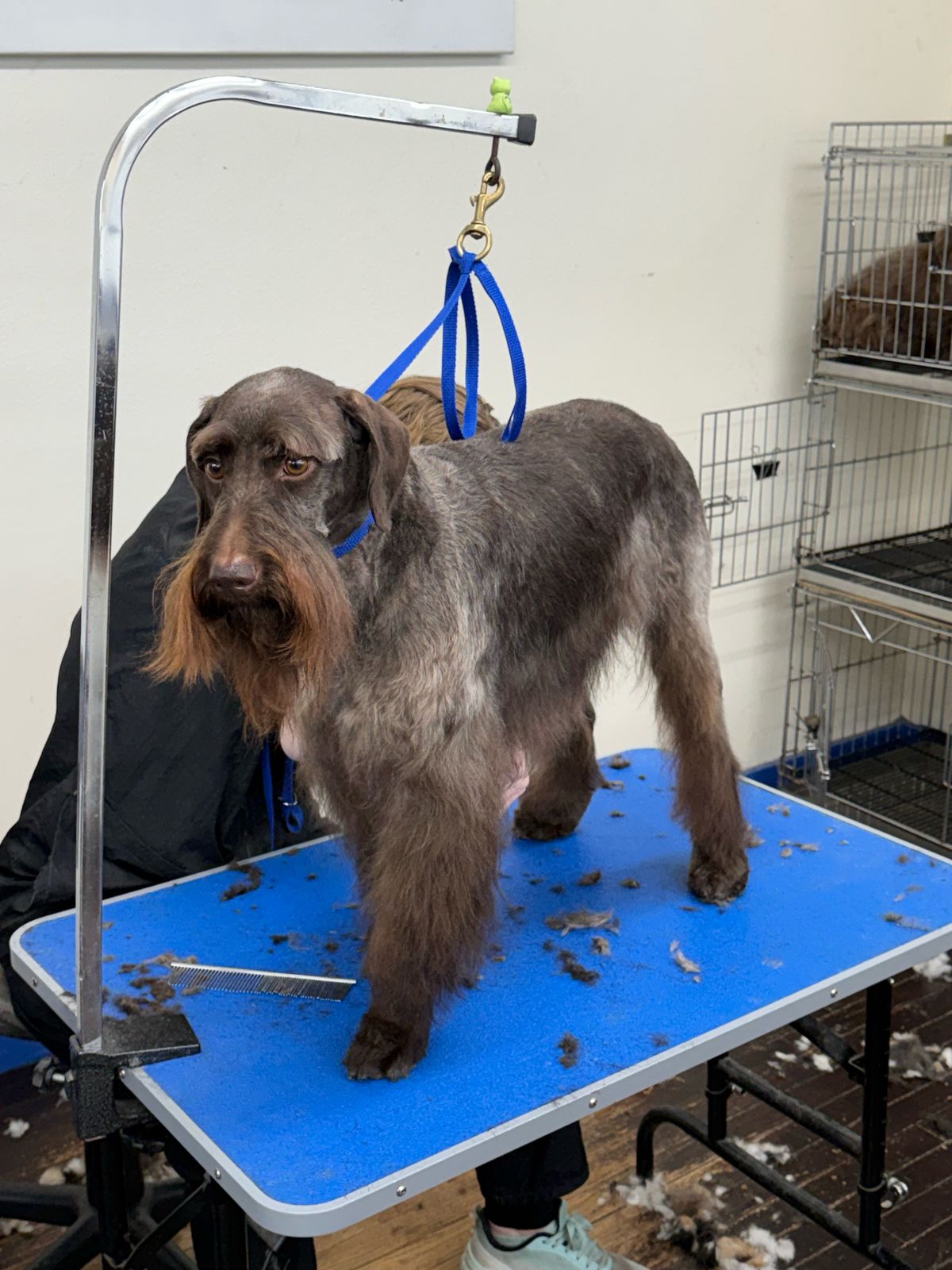 Wire-coated dog with a full beard after grooming at Margot’s